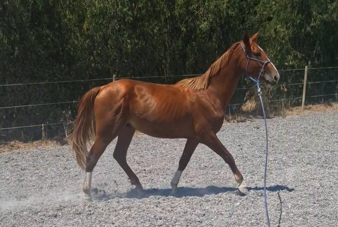 Caballo castrado Silla Francés En venta 2023 Pelo de vaca por Firth of Lorne