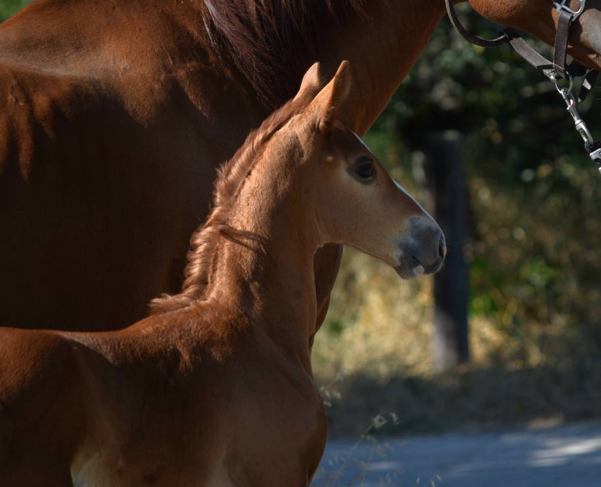 Caballo castrado Silla Francés En venta 2023 Pelo de vaca por Firth of Lorne
