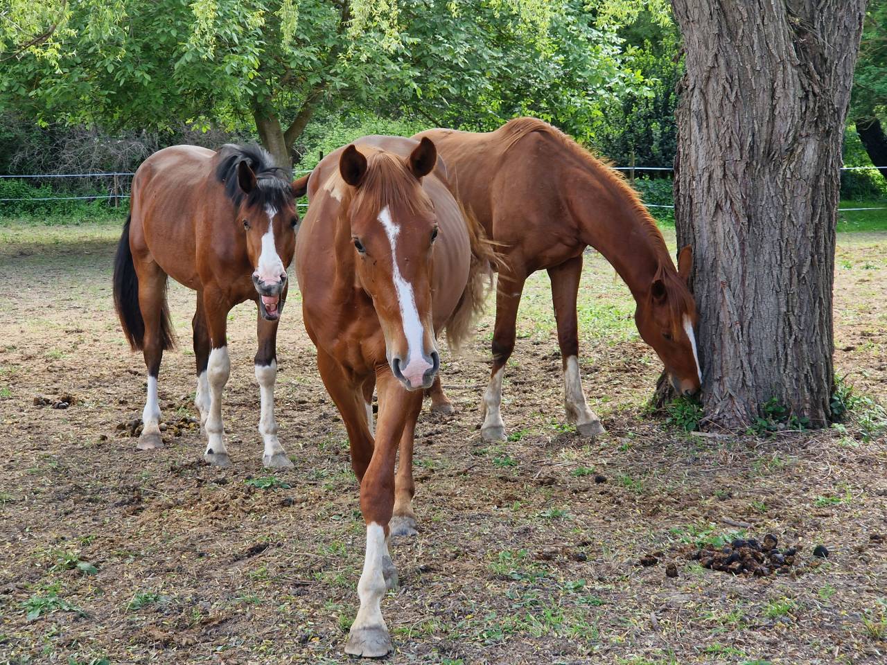 Caballo castrado Silla Francés En venta 2023 Pelo de vaca por Firth of Lorne