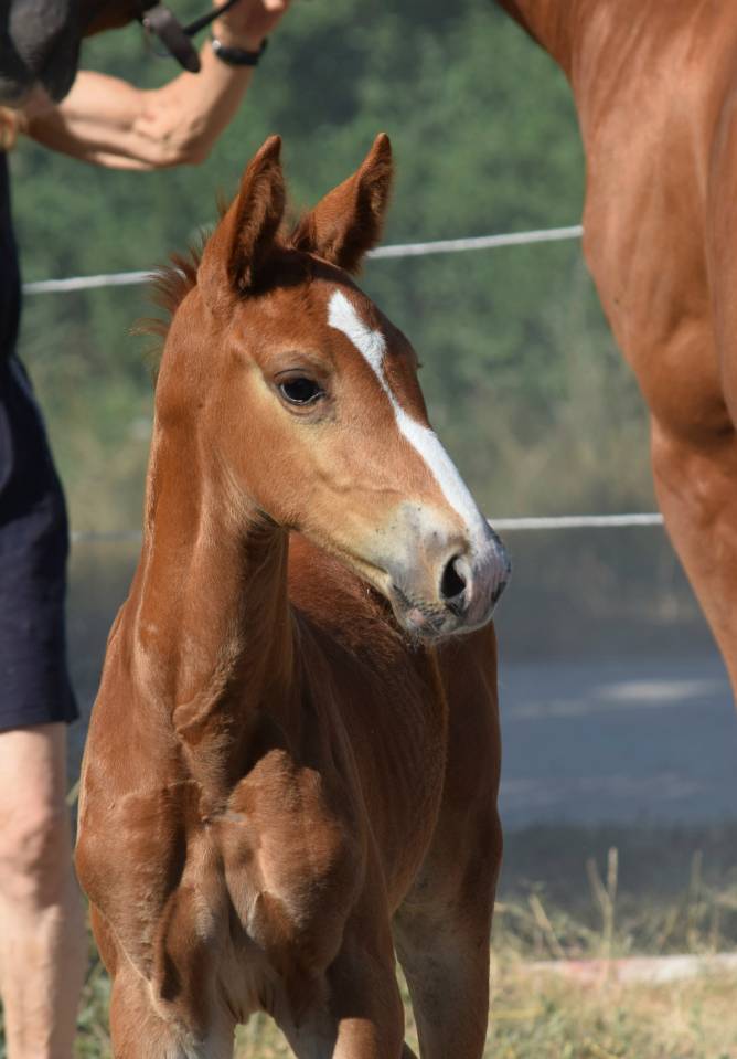 Caballo castrado Silla Francés En venta 2023 Pelo de vaca por Firth of Lorne