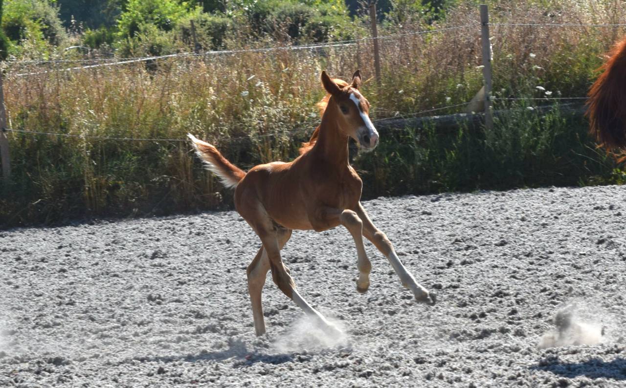 Caballo castrado Silla Francés En venta 2023 Pelo de vaca por Firth of Lorne