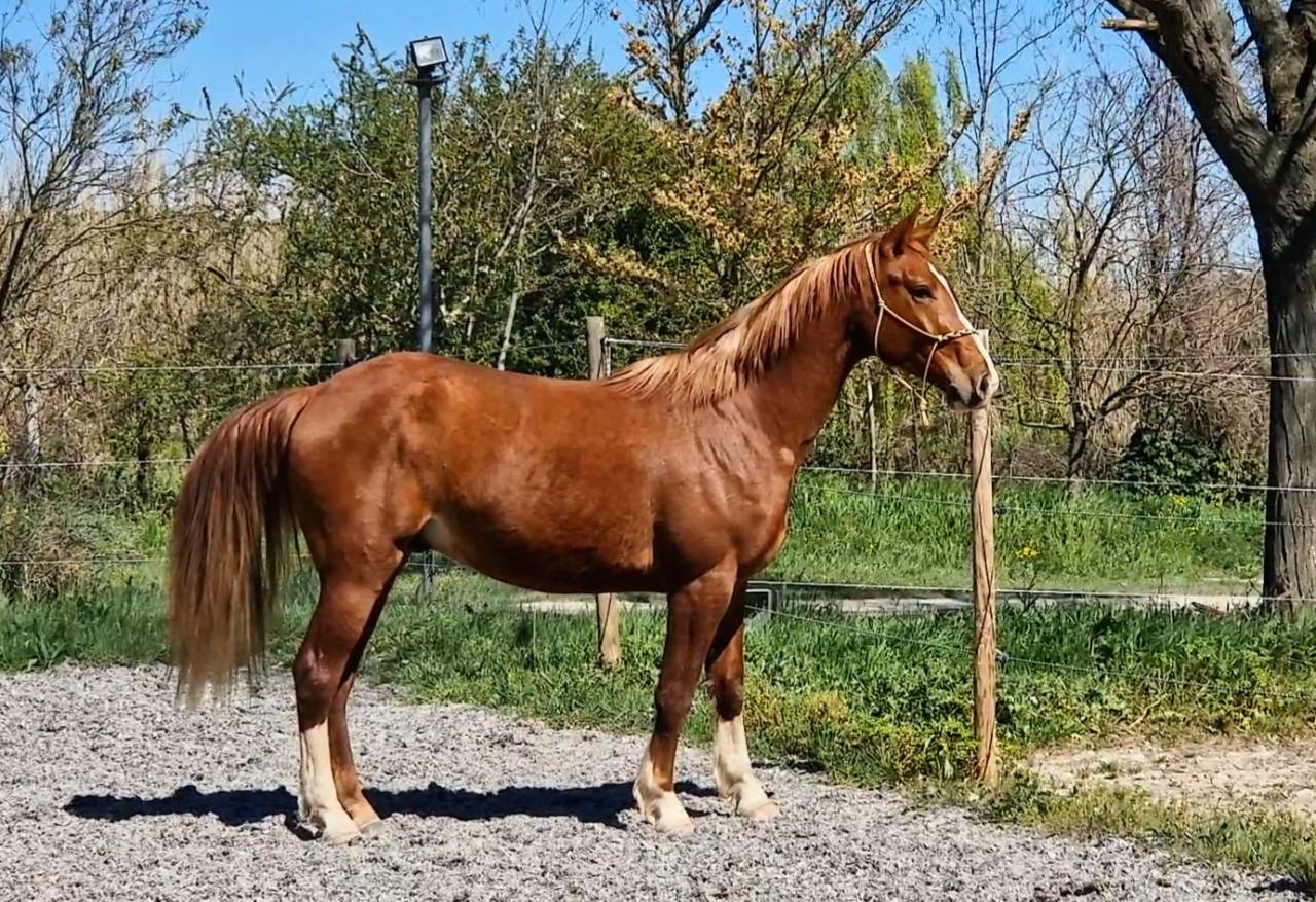 Caballo castrado Silla Franc&eacute;s En venta 2023 Pelo de vaca por Firth of Lorne