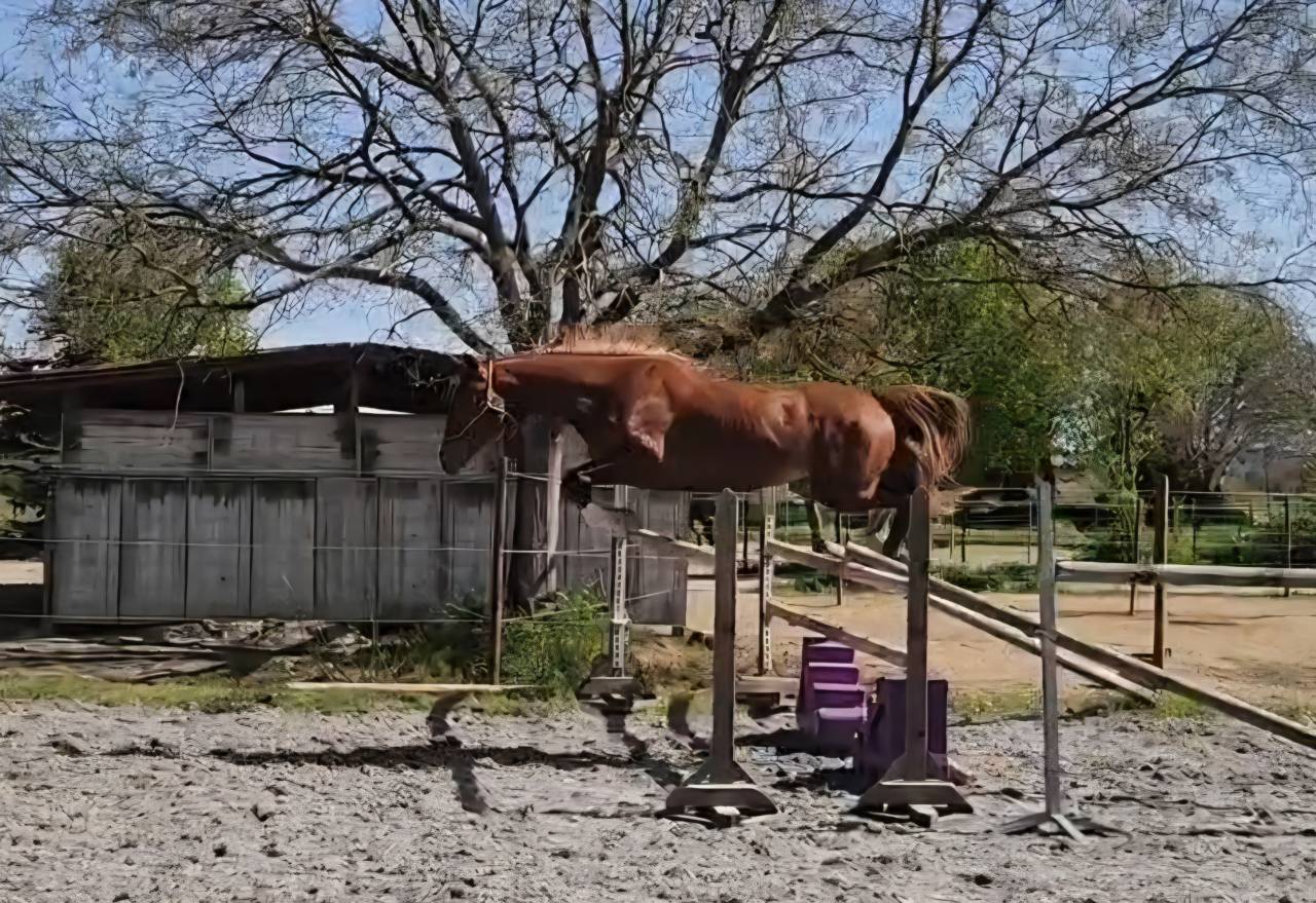Caballo castrado Silla Franc&eacute;s En venta 2023 Pelo de vaca por Firth of Lorne