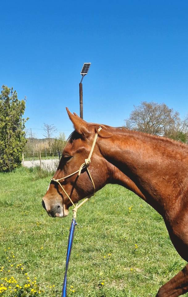 Caballo castrado Silla Franc&eacute;s En venta 2023 Pelo de vaca por Firth of Lorne