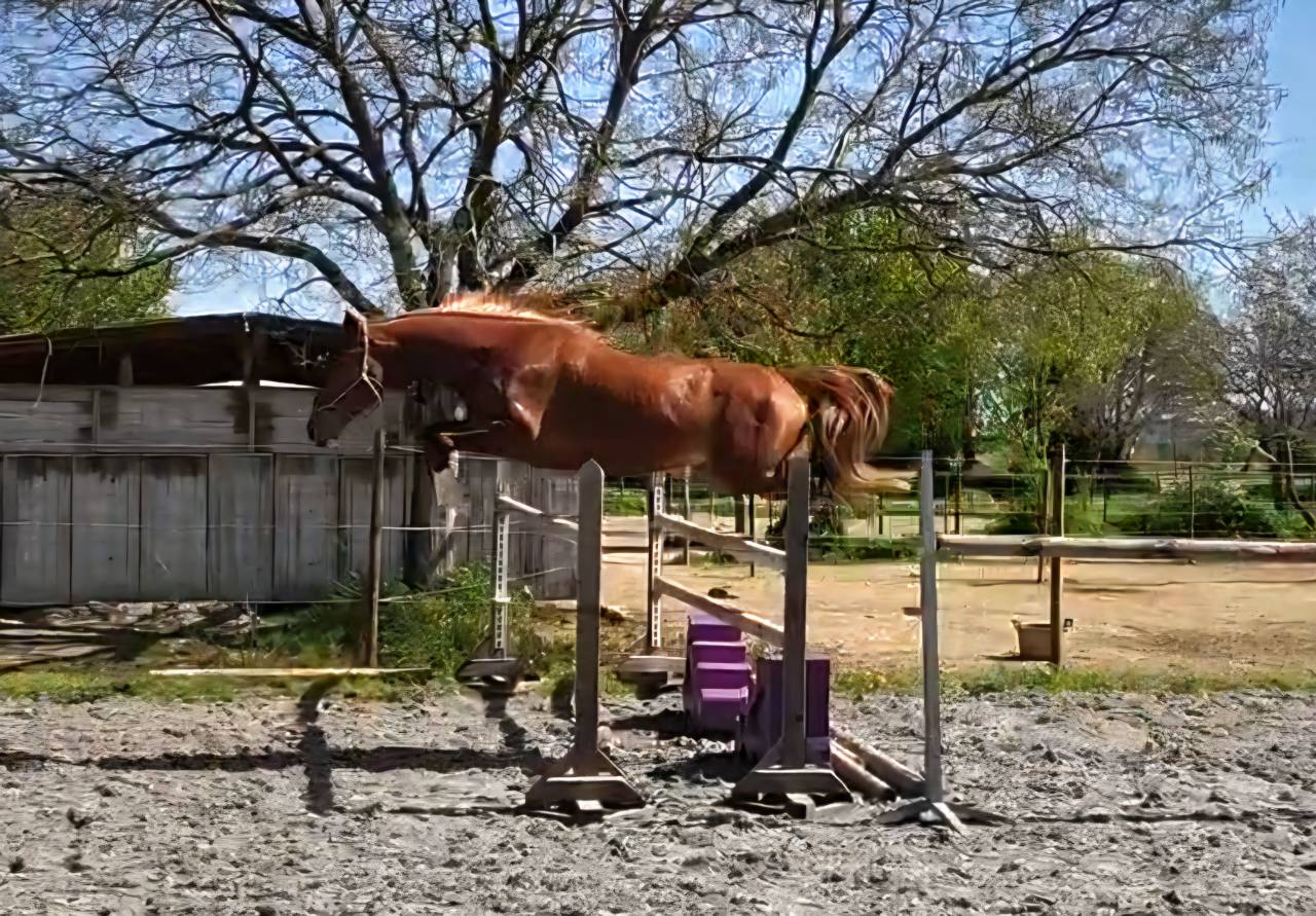 Caballo castrado Silla Franc&eacute;s En venta 2023 Pelo de vaca por Firth of Lorne