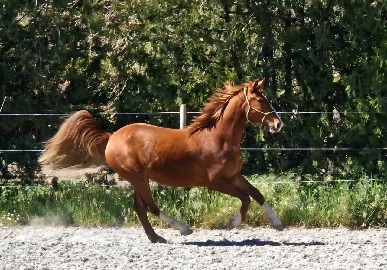 Caballo castrado Silla Franc&eacute;s En venta 2023 Pelo de vaca por Firth of Lorne