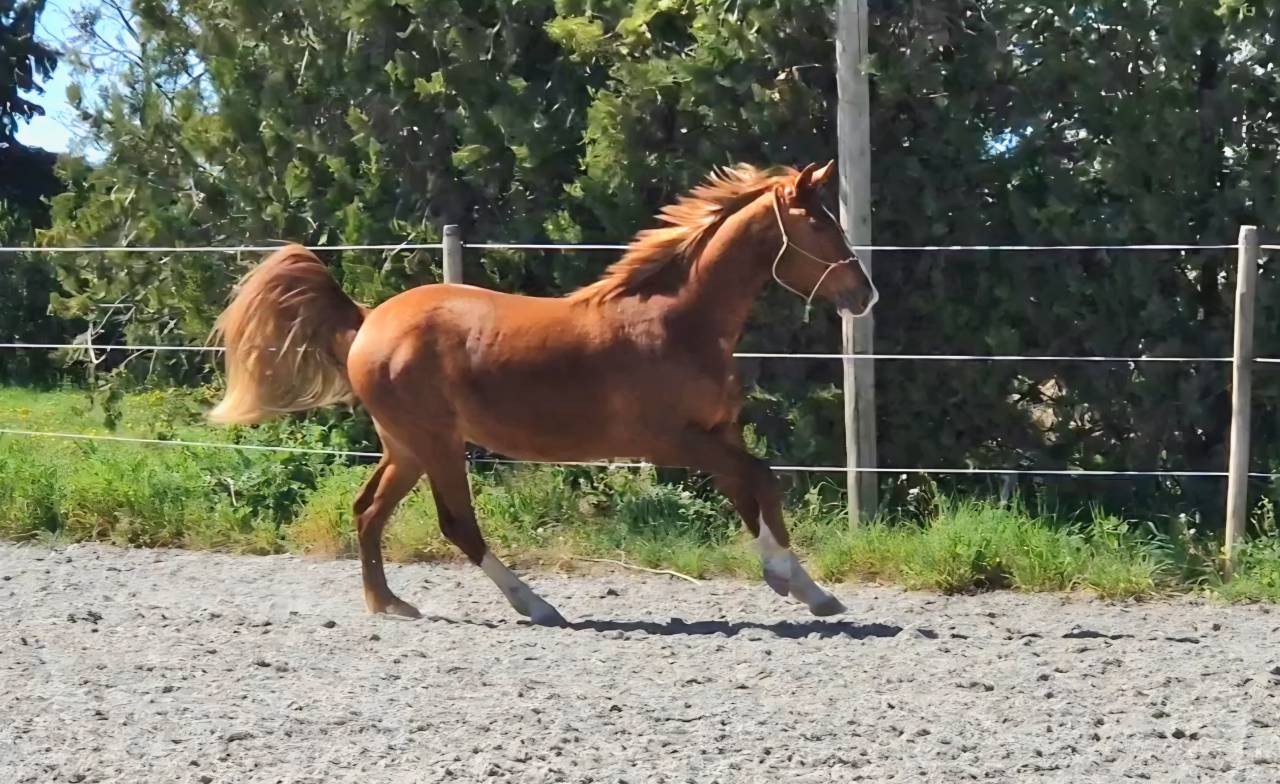 Caballo castrado Silla Franc&eacute;s En venta 2023 Pelo de vaca por Firth of Lorne