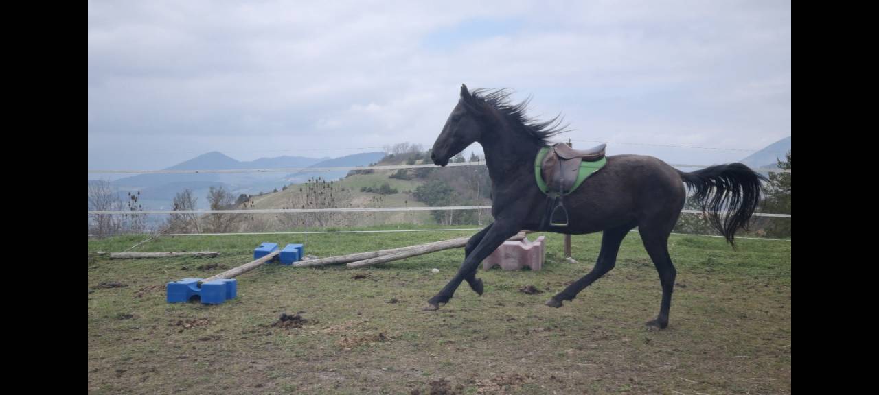 Semental Akhal Teke En venta 2021 Negro por Kemput
