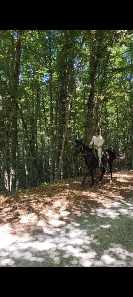 Semental Akhal Teke En venta 2021 Negro por Kemput