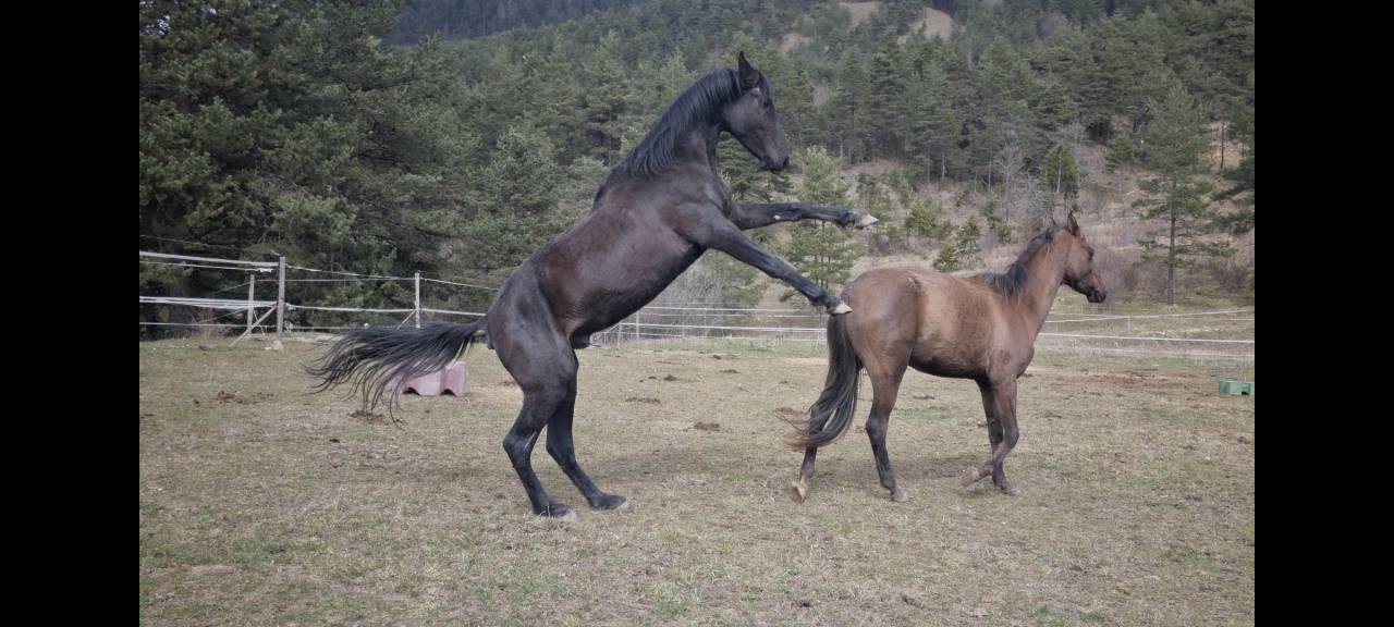 Semental Akhal Teke En venta 2021 Negro por Kemput