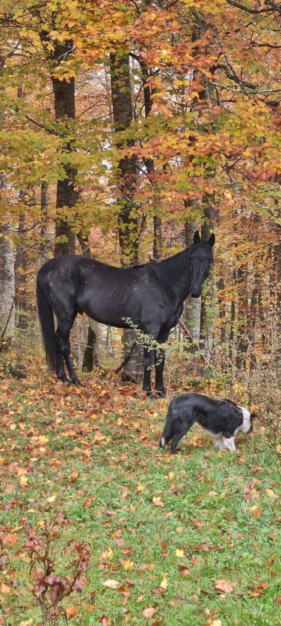 Semental Akhal Teke En venta 2021 Negro por Kemput