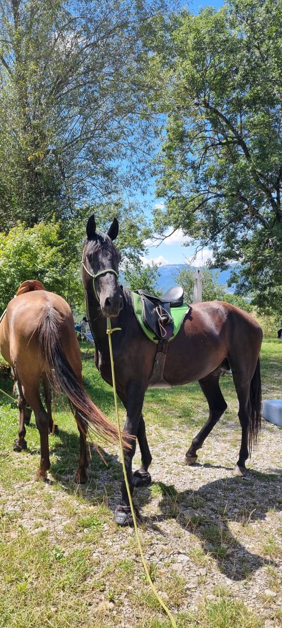 Semental Akhal Teke En venta 2021 Negro por Kemput