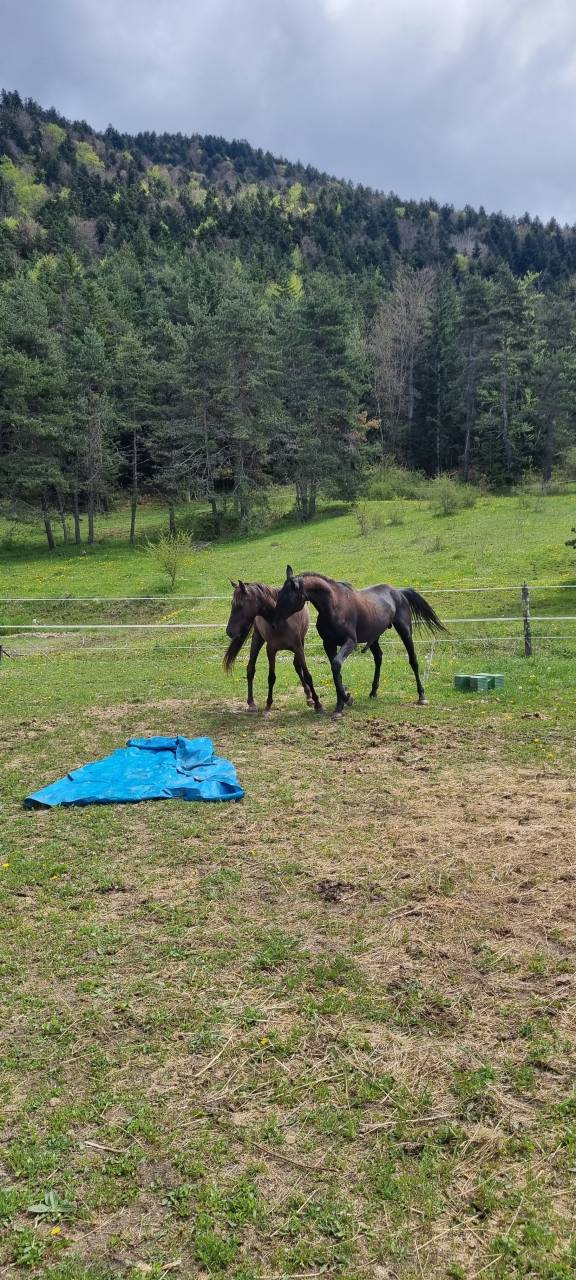 Semental Akhal Teke En venta 2021 Negro por Kemput