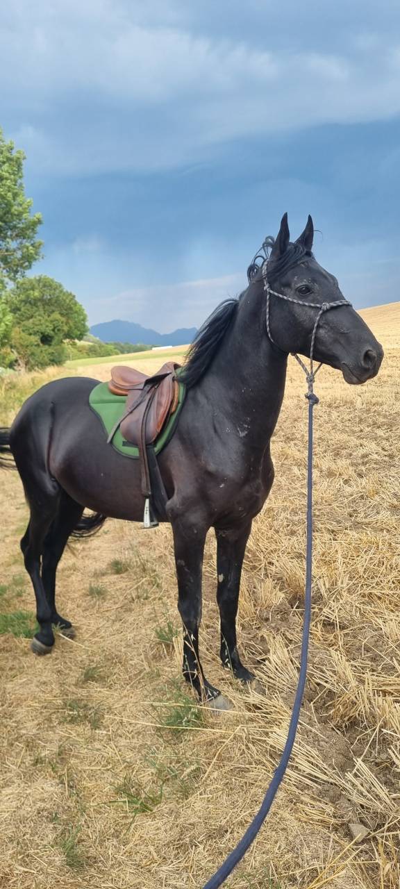 Semental Akhal Teke En venta 2021 Negro por Kemput