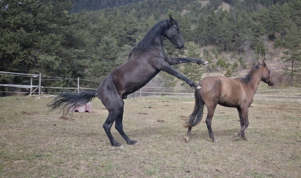 Semental Akhal Teke En venta 2021 Negro por Kemput