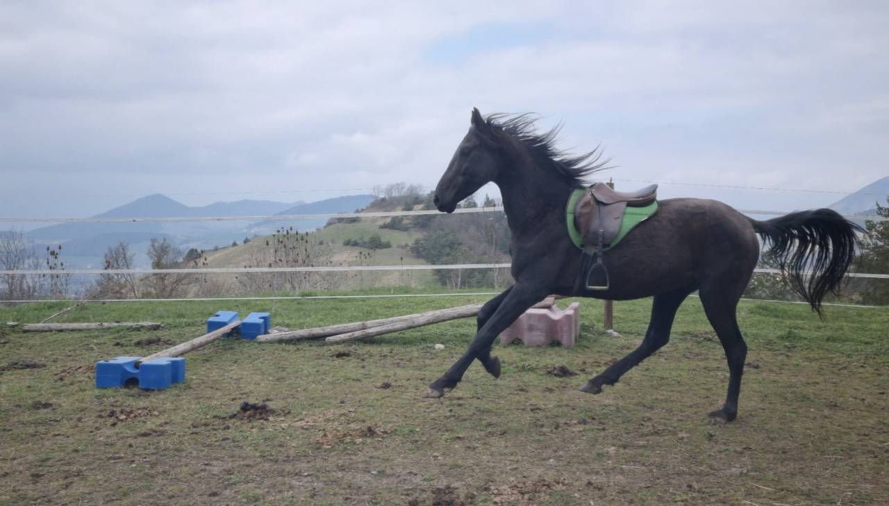 Semental Akhal Teke En venta 2021 Negro por Kemput