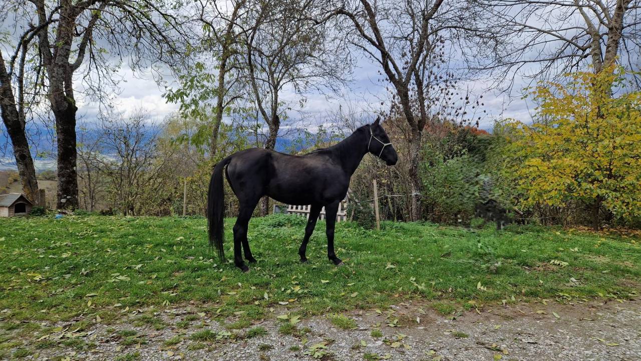 Semental Akhal Teke En venta 2021 Negro por Kemput