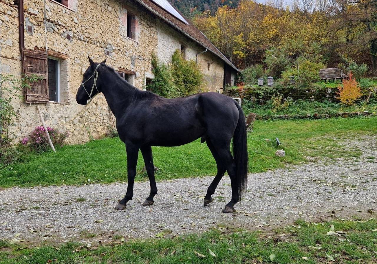 Semental Akhal Teke En venta 2021 Negro por Kemput