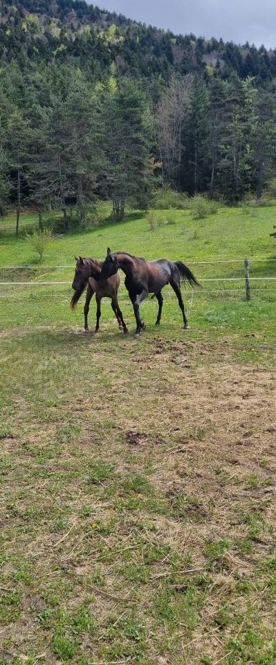Semental Akhal Teke En venta 2021 Negro por Kemput