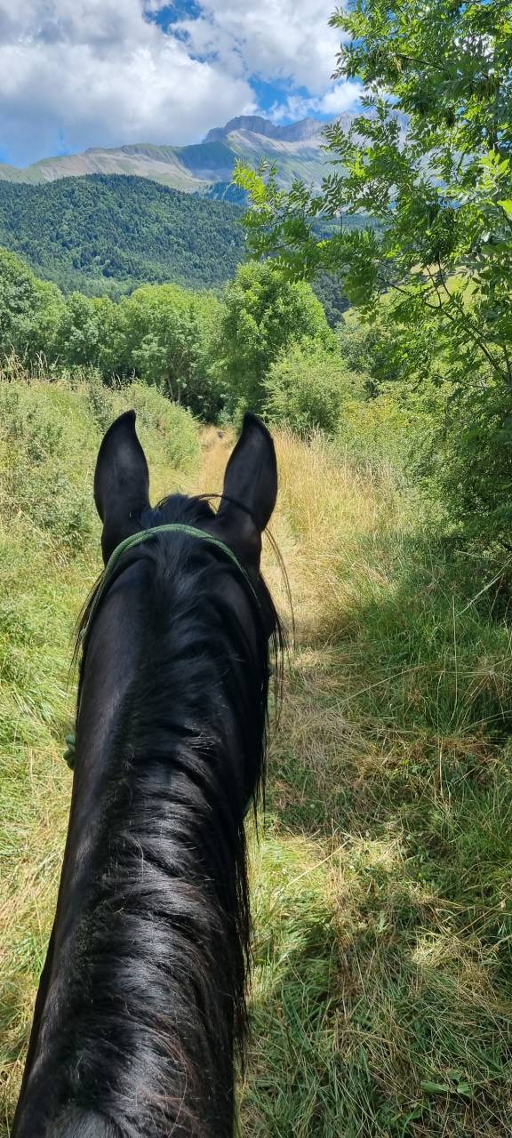 Semental Akhal Teke En venta 2021 Negro por Kemput