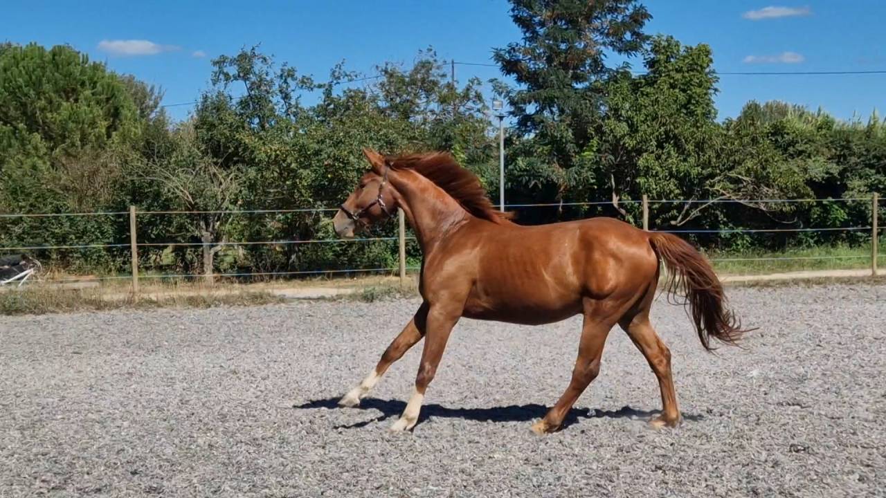 Caballo castrado Silla Francés En venta 2023 Alazán por I Am Semilly