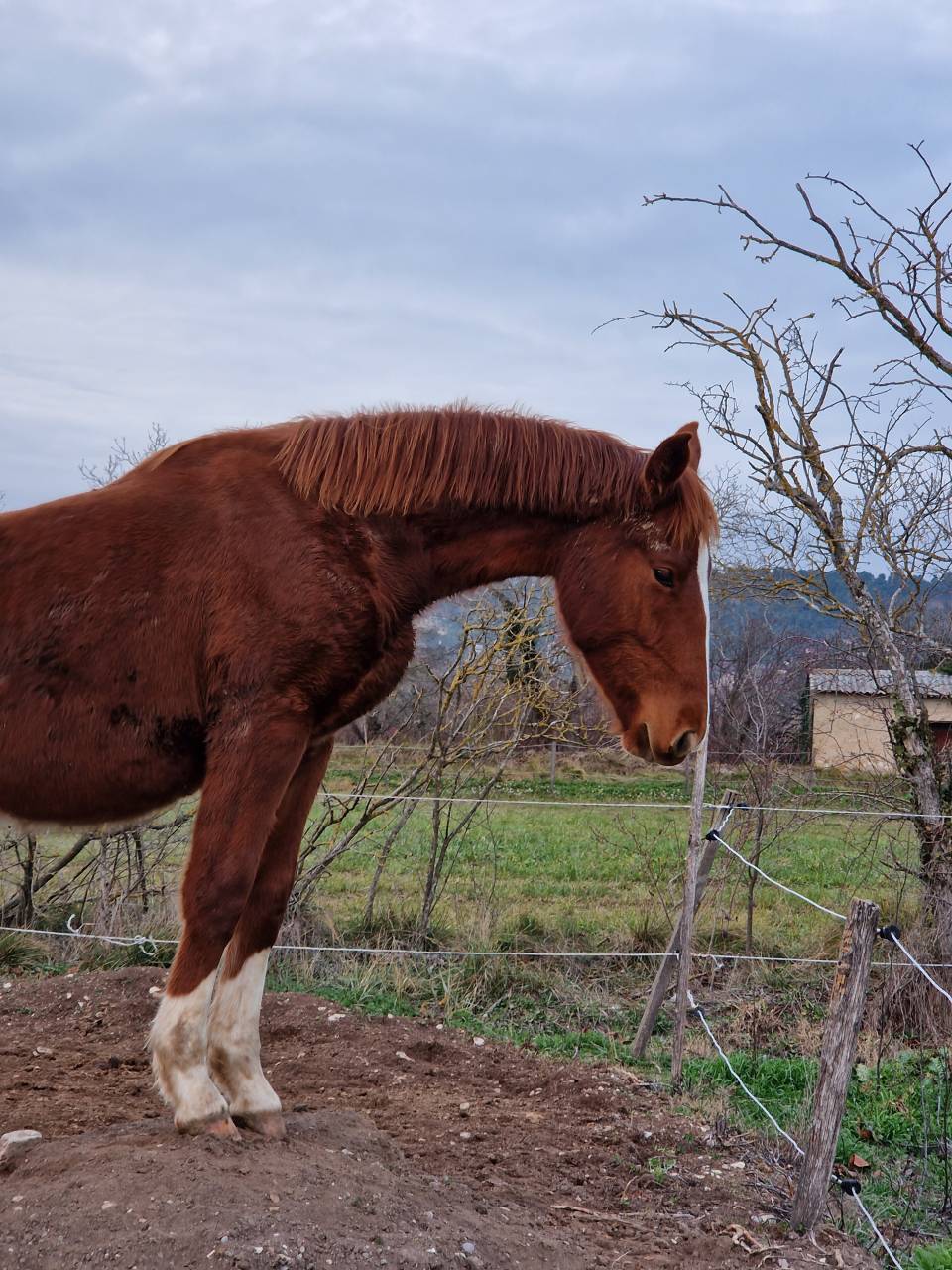 Caballo castrado Silla Francés En venta 2023 Alazán por I Am Semilly