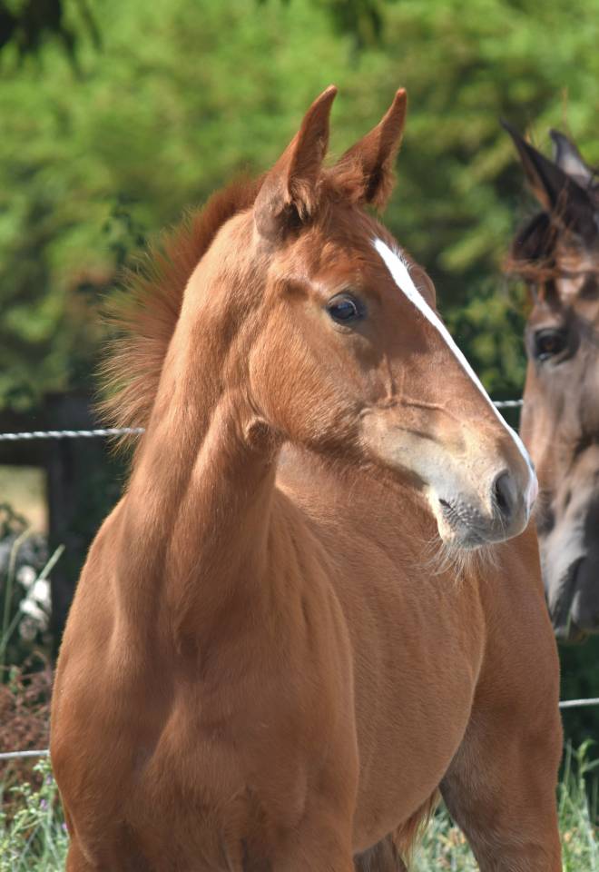 Caballo castrado Silla Francés En venta 2023 Alazán por I Am Semilly