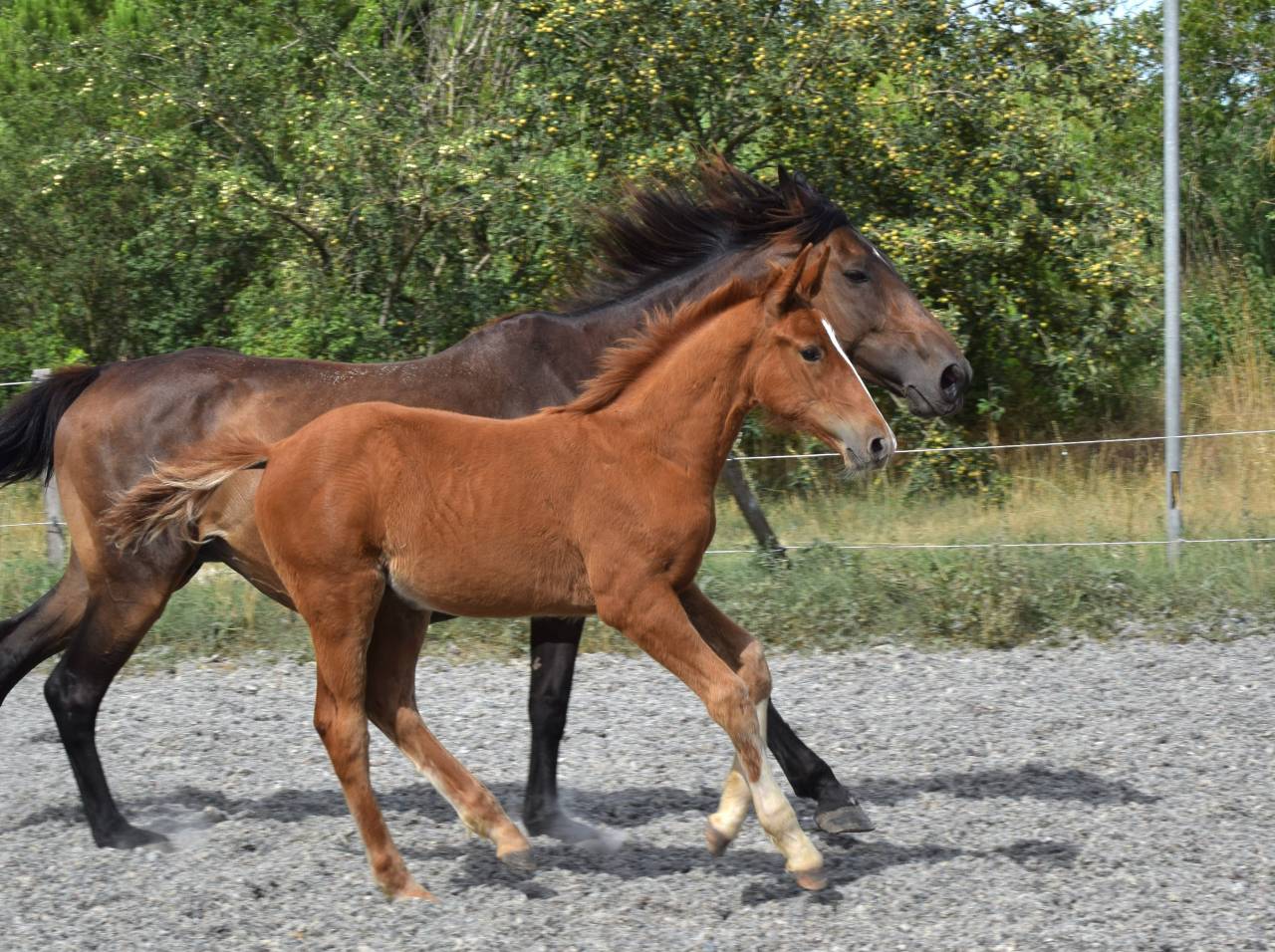 Caballo castrado Silla Francés En venta 2023 Alazán por I Am Semilly
