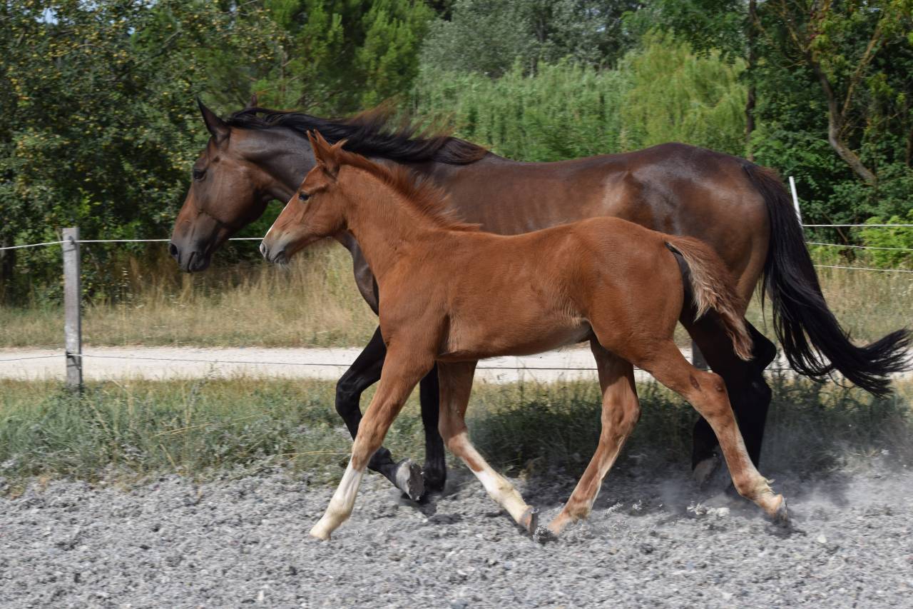 Caballo castrado Silla Francés En venta 2023 Alazán por I Am Semilly