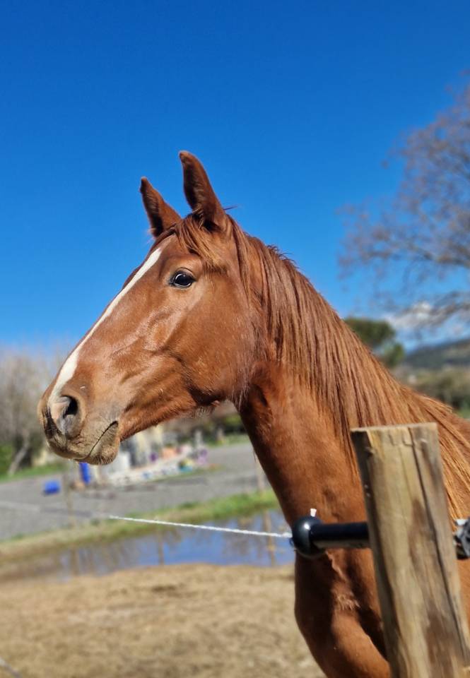 Caballo castrado Silla Francés En venta 2023 Alazán por I Am Semilly