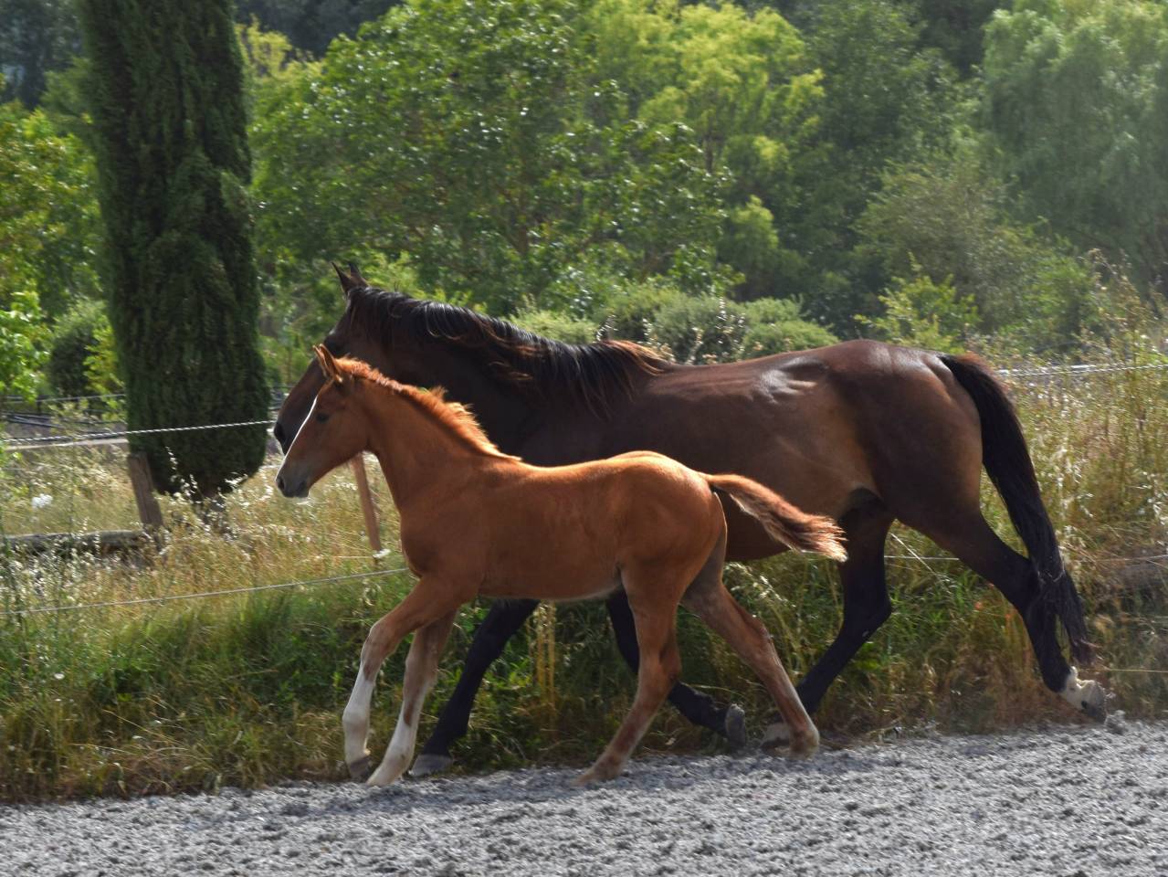 Caballo castrado Silla Francés En venta 2023 Alazán por I Am Semilly