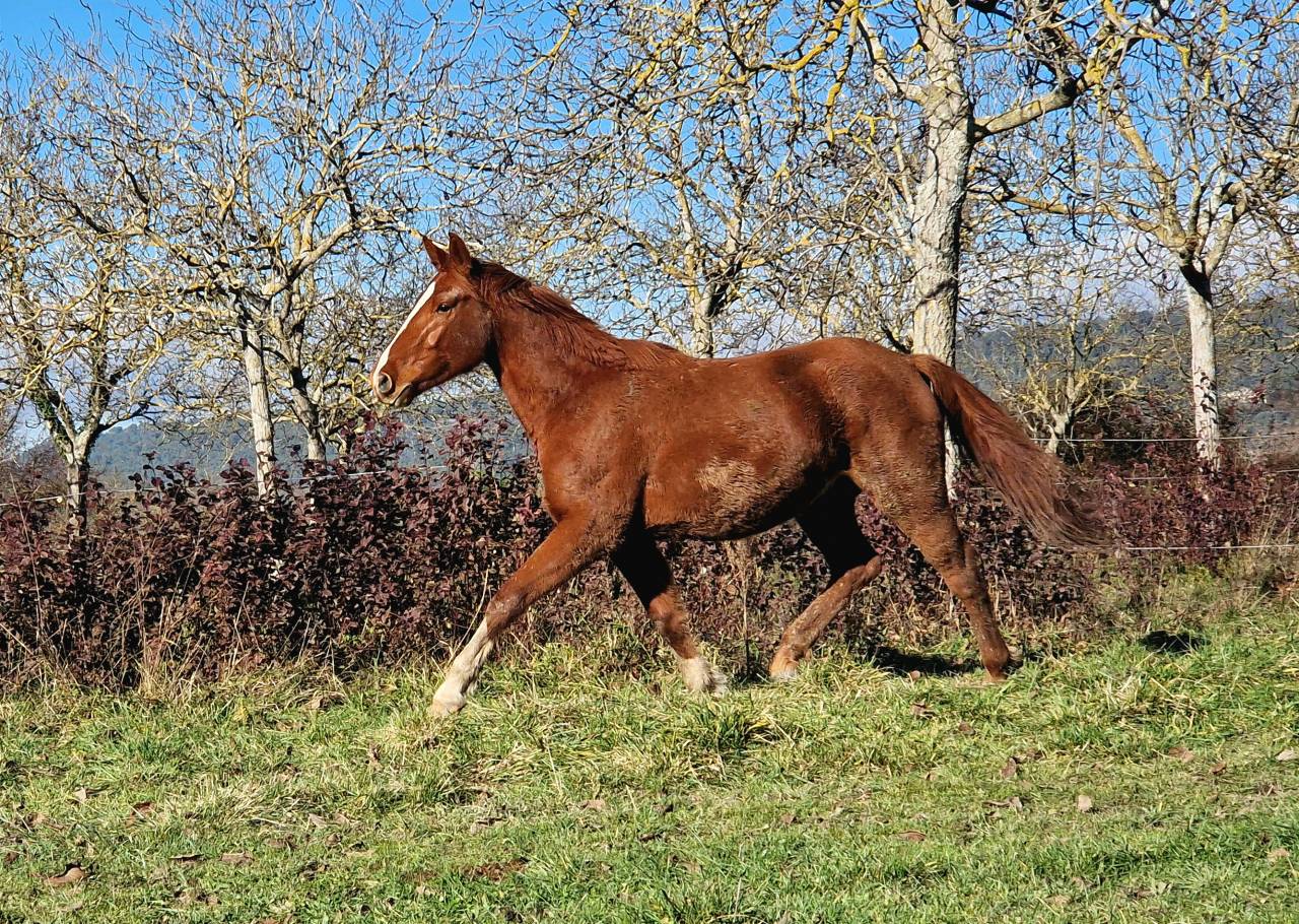 Caballo castrado Silla Francés En venta 2023 Alazán por I Am Semilly
