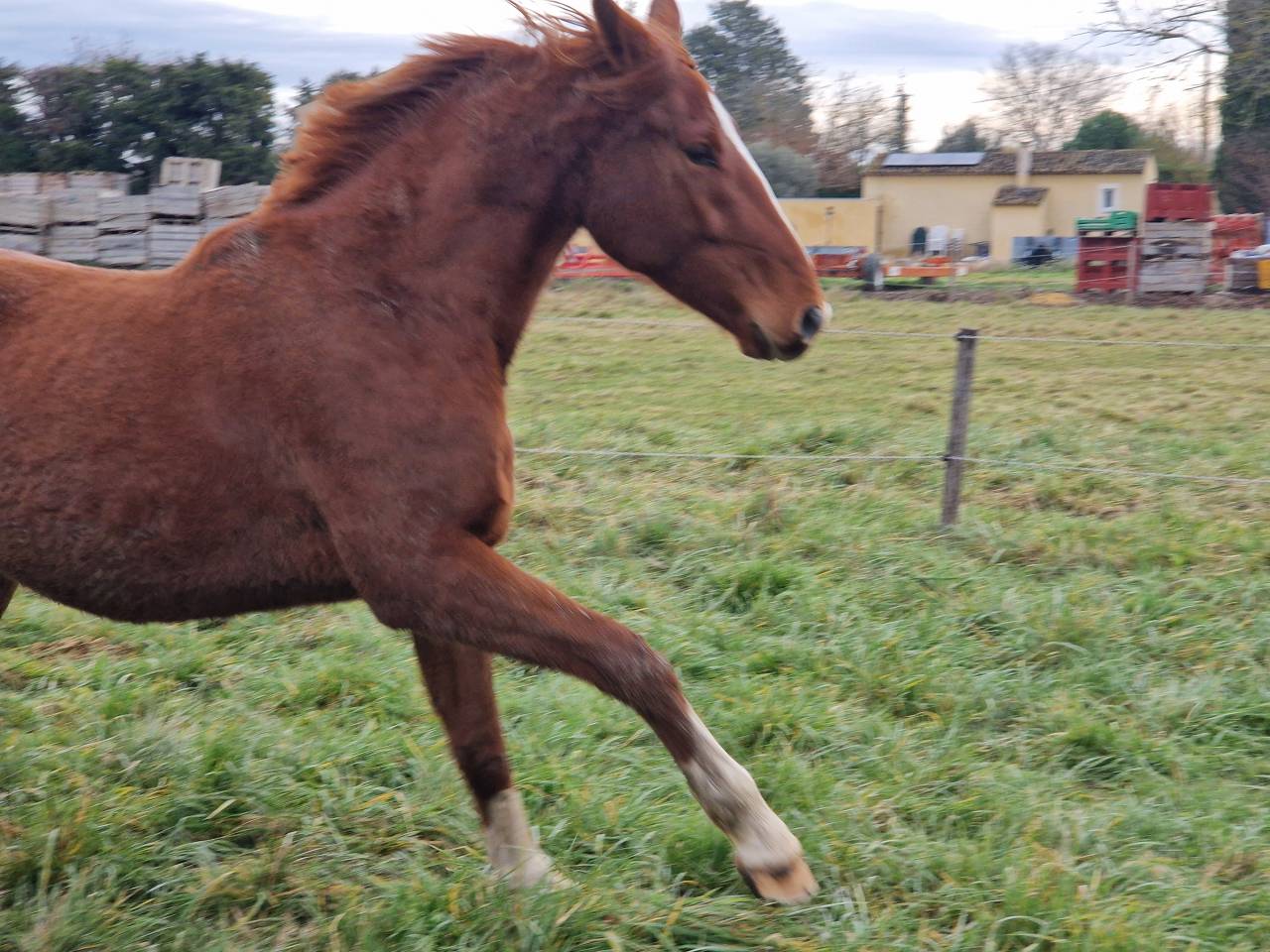 Caballo castrado Silla Francés En venta 2023 Alazán por I Am Semilly