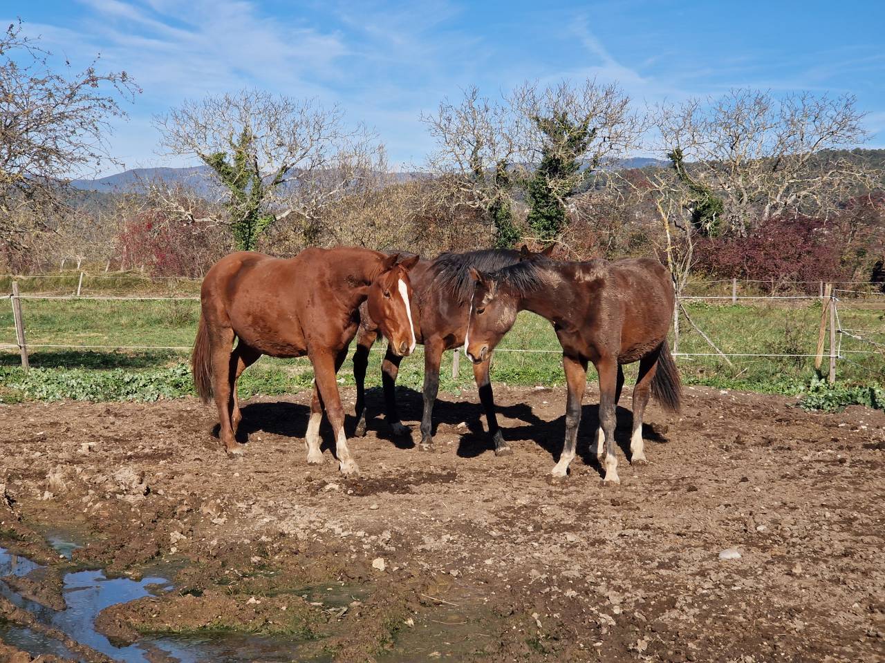Caballo castrado Silla Francés En venta 2023 Alazán por I Am Semilly