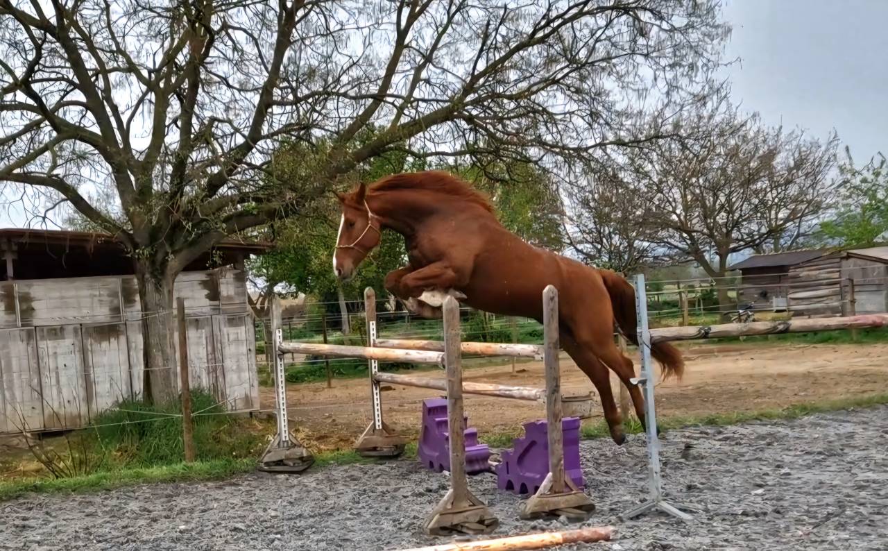 Caballo castrado Silla Franc&eacute;s En venta 2023 Alaz&aacute;n por I Am Semilly