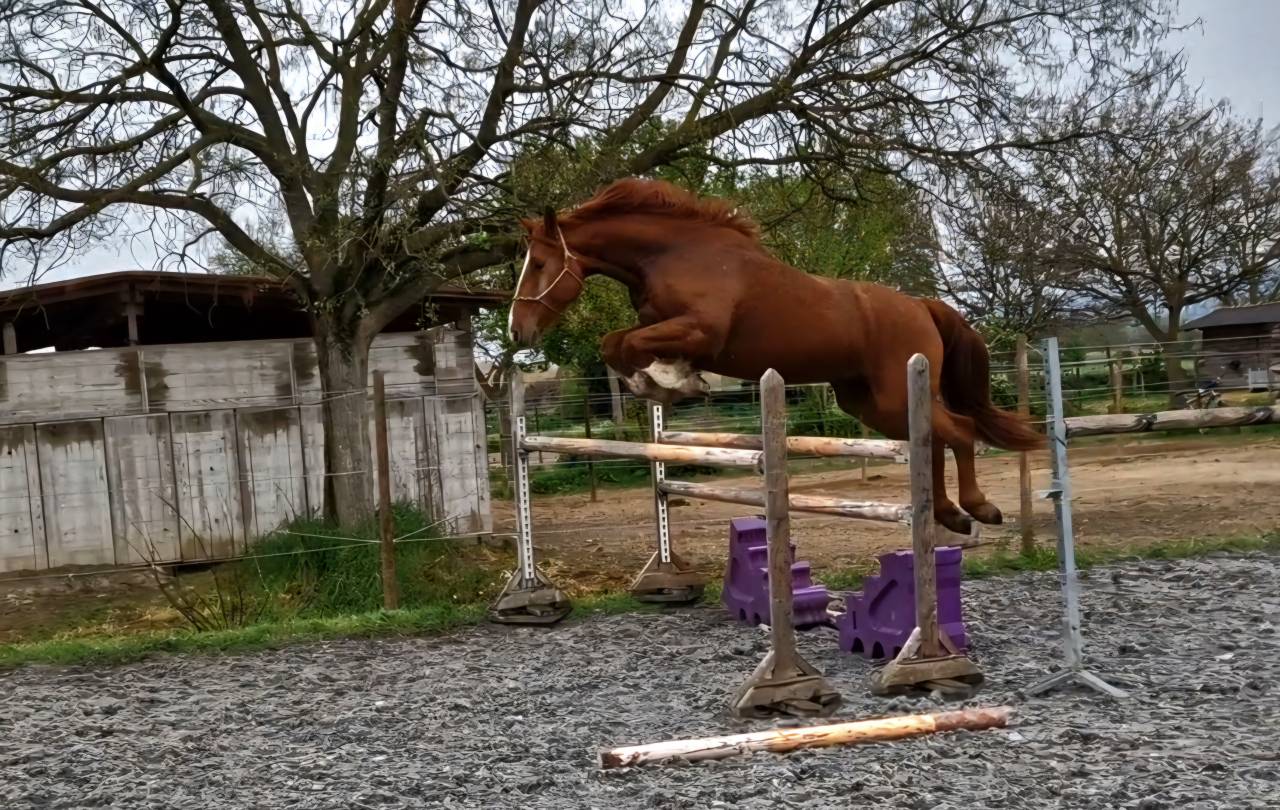 Caballo castrado Silla Franc&eacute;s En venta 2023 Alaz&aacute;n por I Am Semilly