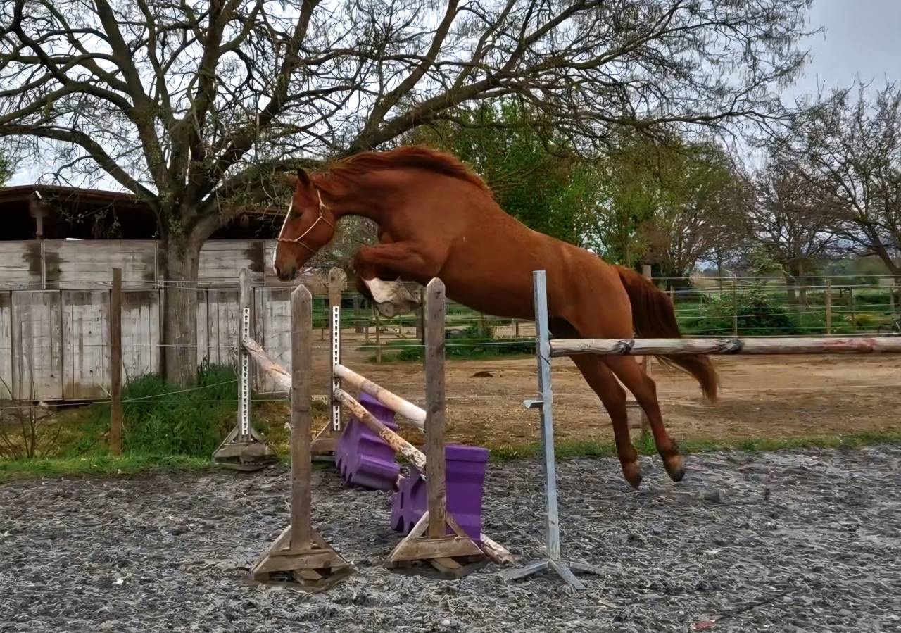 Caballo castrado Silla Franc&eacute;s En venta 2023 Alaz&aacute;n por I Am Semilly