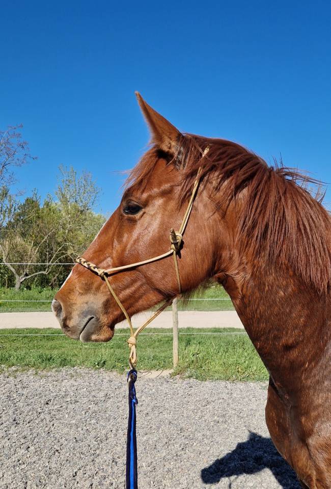 Caballo castrado Silla Franc&eacute;s En venta 2023 Alaz&aacute;n por I Am Semilly