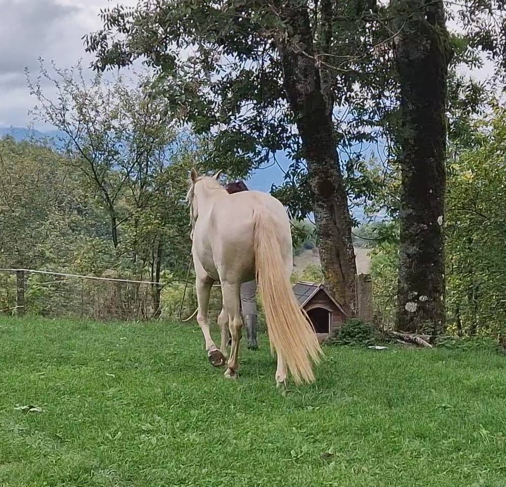 Yegua Akhal Teke En venta 2021 Cremello por Kemput AT