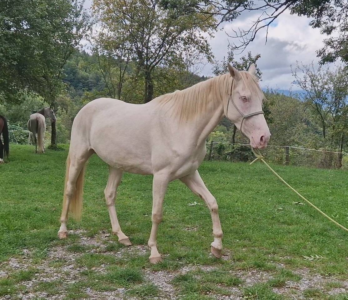 Yegua Akhal Teke En venta 2021 Cremello por Kemput AT
