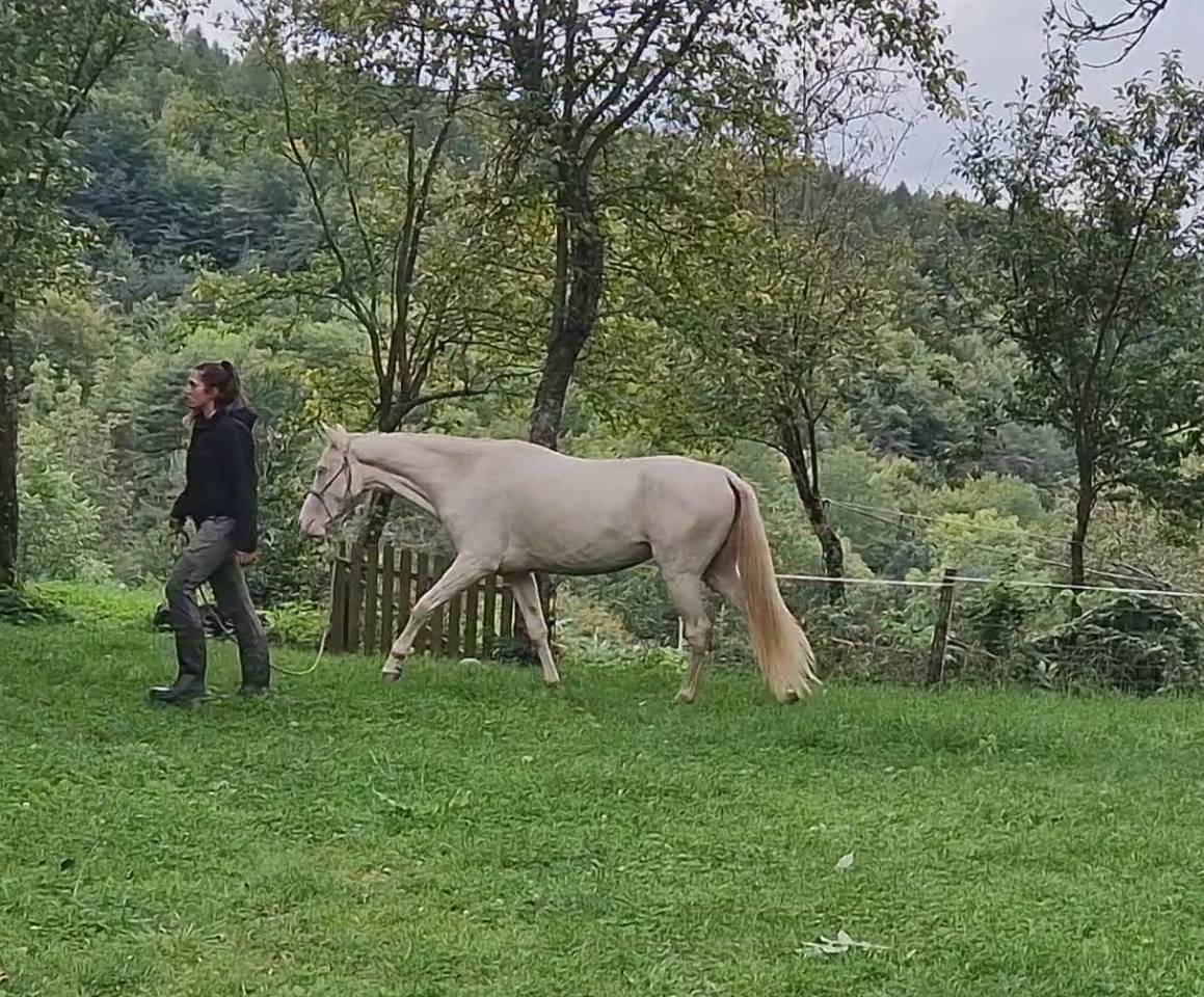Yegua Akhal Teke En venta 2021 Cremello por Kemput AT