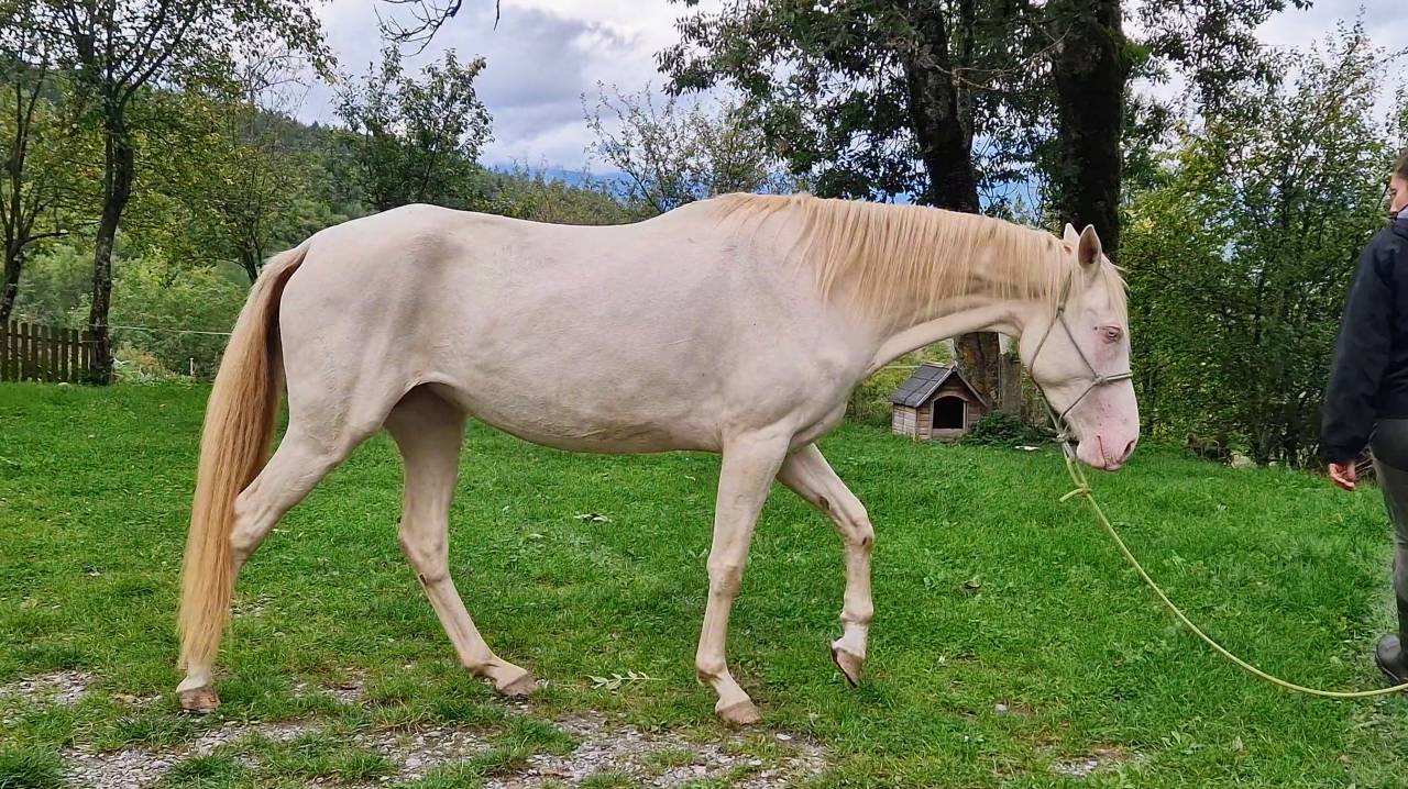Yegua Akhal Teke En venta 2021 Cremello por Kemput AT