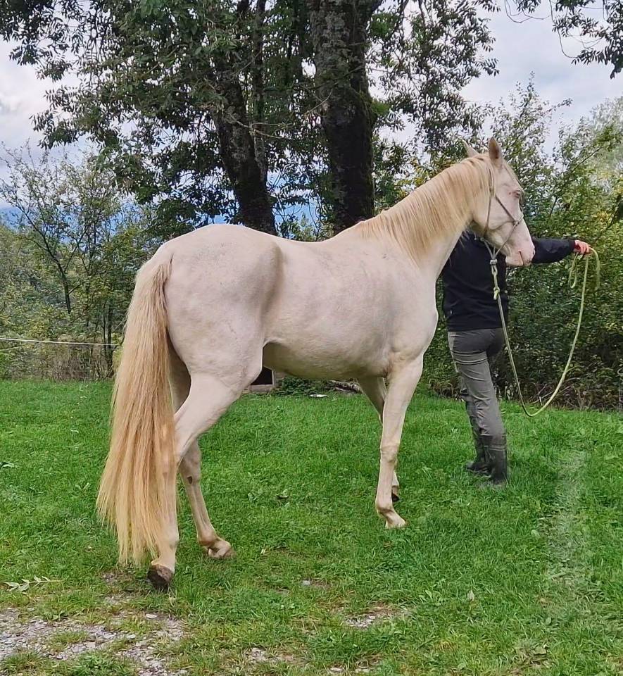 Yegua Akhal Teke En venta 2021 Cremello por Kemput AT