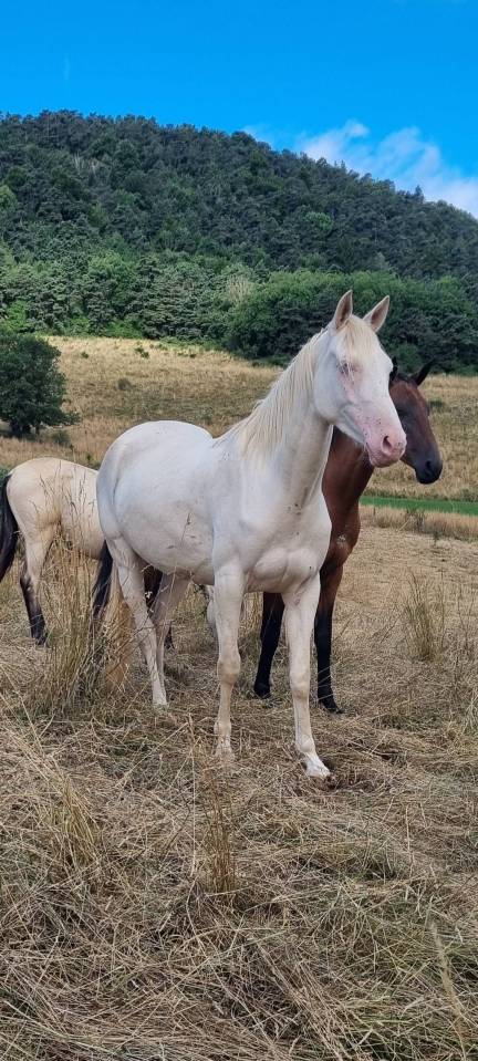 Yegua Akhal Teke En venta 2021 Cremello por Kemput AT