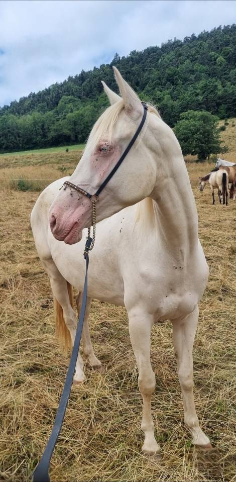 Yegua Akhal Teke En venta 2021 Cremello por Kemput AT