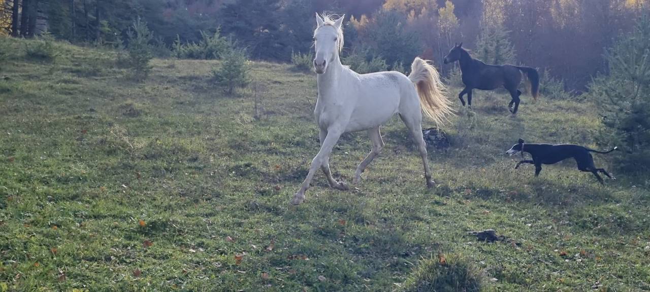 Yegua Akhal Teke En venta 2021 Cremello por Kemput AT