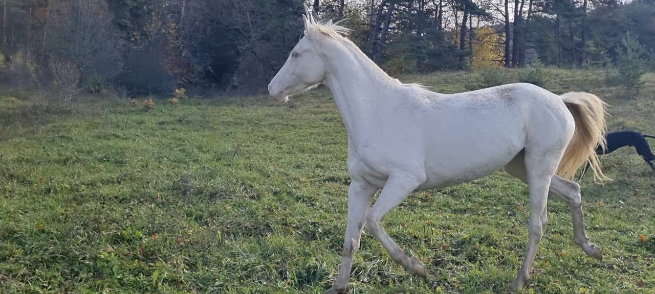 Yegua Akhal Teke En venta 2021 Cremello por Kemput AT