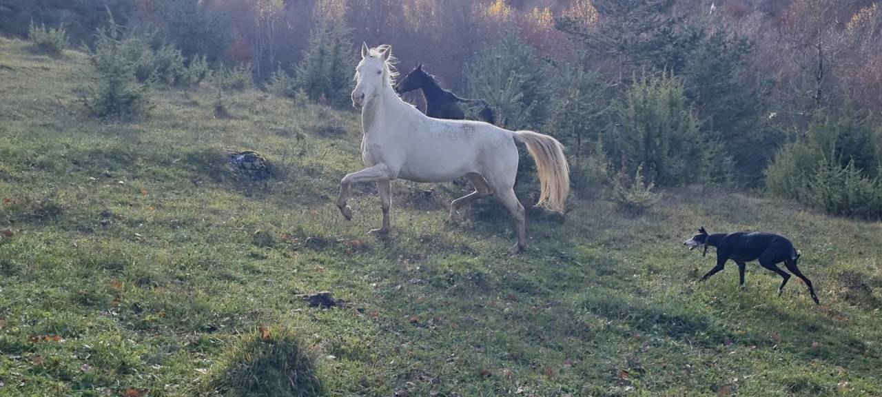 Yegua Akhal Teke En venta 2021 Cremello por Kemput AT