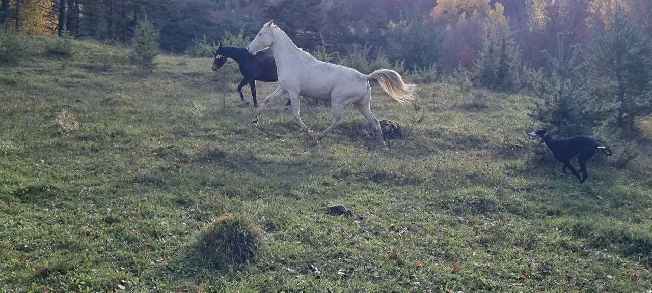 Yegua Akhal Teke En venta 2021 Cremello por Kemput AT