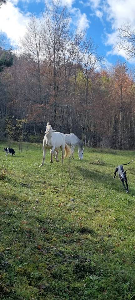 Yegua Akhal Teke En venta 2021 Cremello por Kemput AT